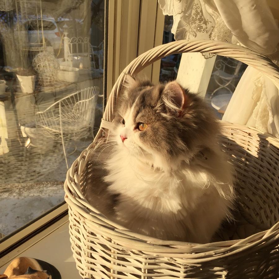Mt Fuji Cat&Dog&Spa Pension Blue Poppy Fujikawaguchiko Buitenkant foto