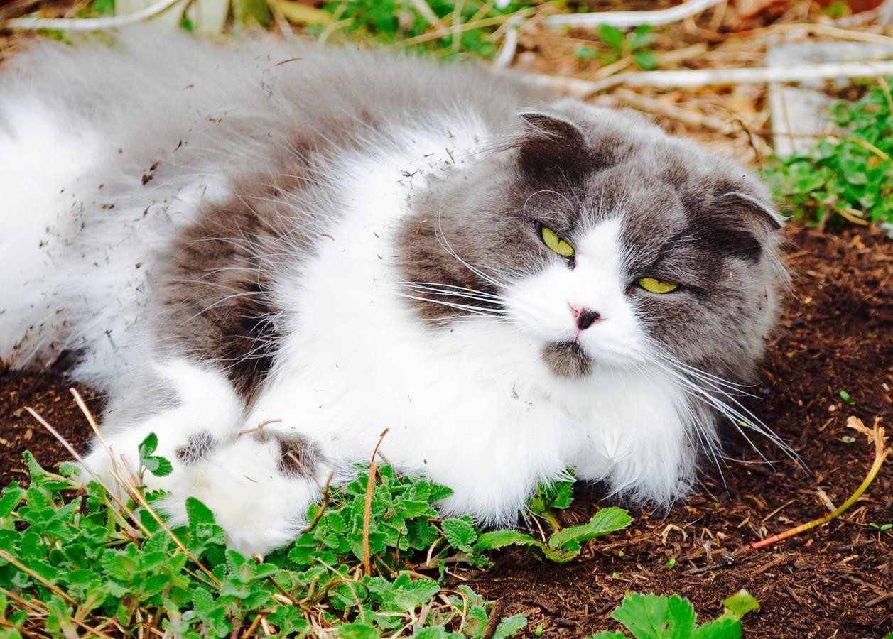 Mt Fuji Cat&Dog&Spa Pension Blue Poppy Fujikawaguchiko Buitenkant foto