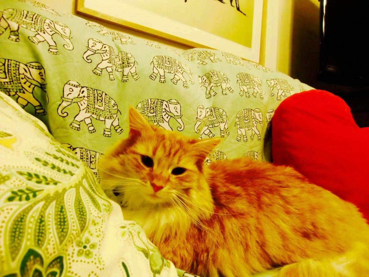 Mt Fuji Cat&Dog&Spa Pension Blue Poppy Fujikawaguchiko Buitenkant foto